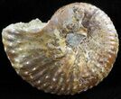 Iridescent Hoploscaphites Ammonite - South Dakota #46873-1